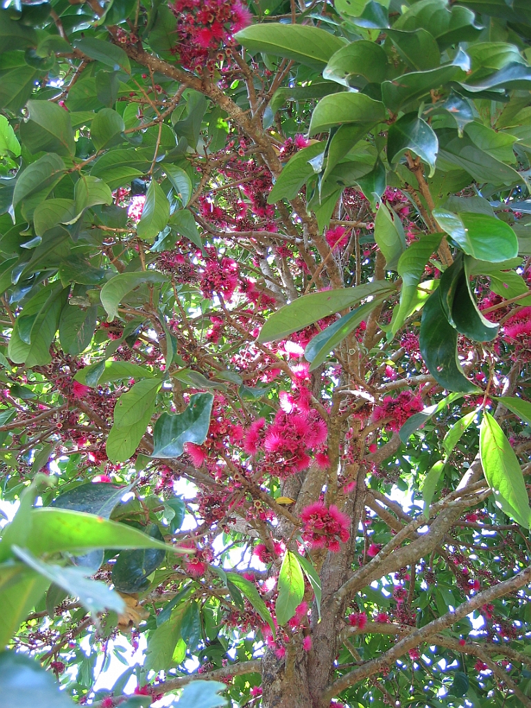 198 Rainforestation.jpg